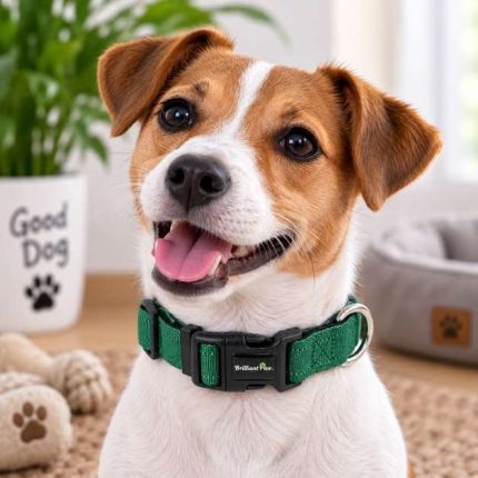 Collar BRILLANT PAW M R122